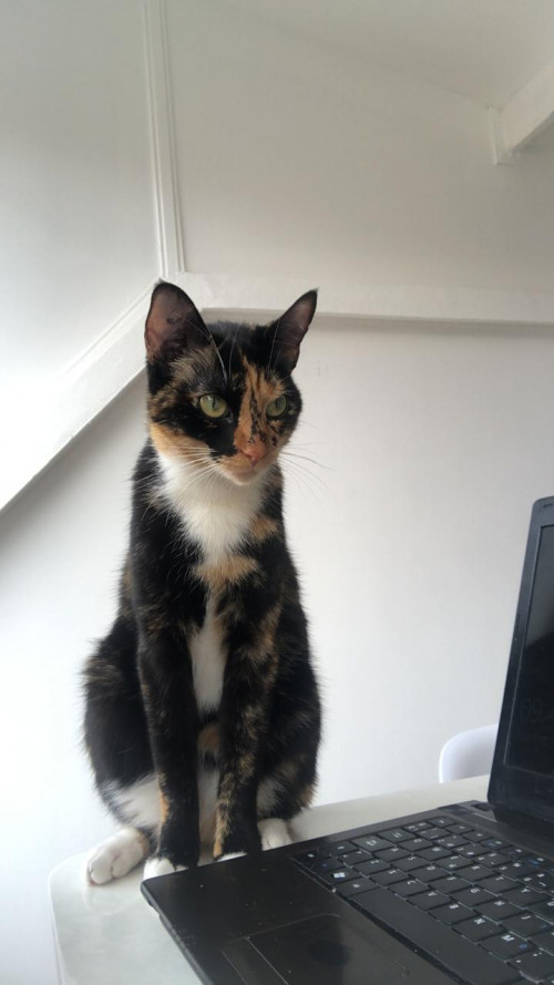 Léelo