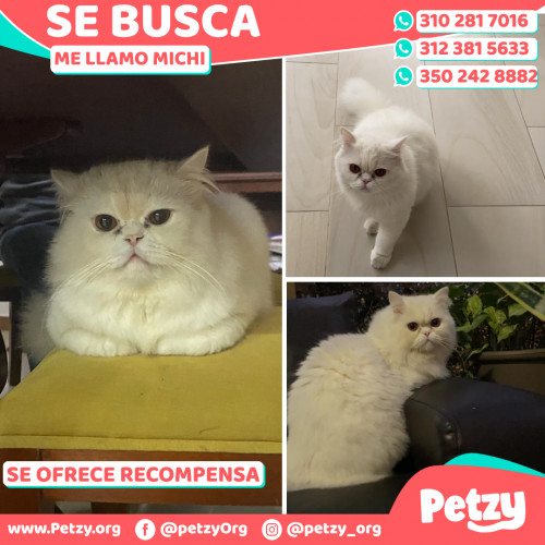 Foto de mascota Michi