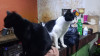 Foto de Tomy O Tomillo en Chía Cundinamarca #0