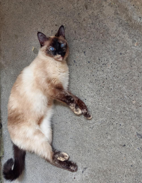 Perla