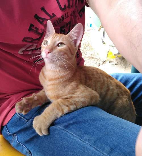 Tigre