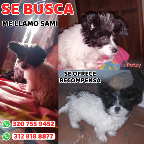 Foto de mascota Sami