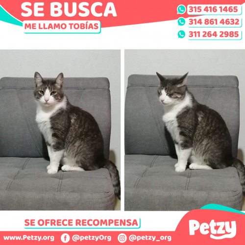 Foto de mascota Tobías