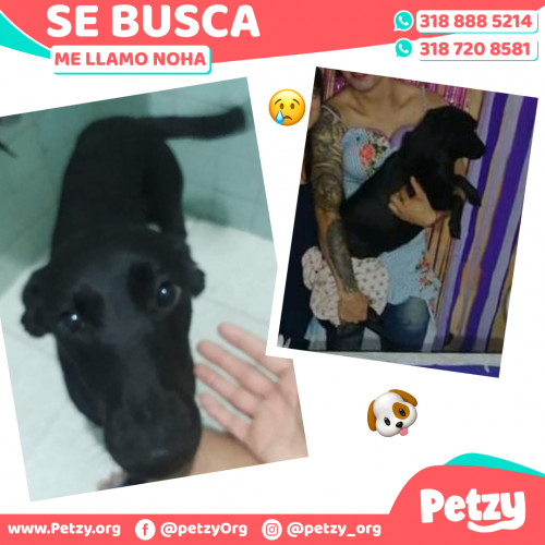 Foto de mascota Noha