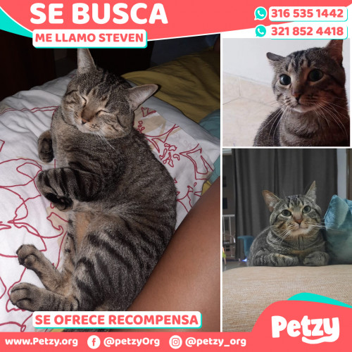 Foto de mascota Steven