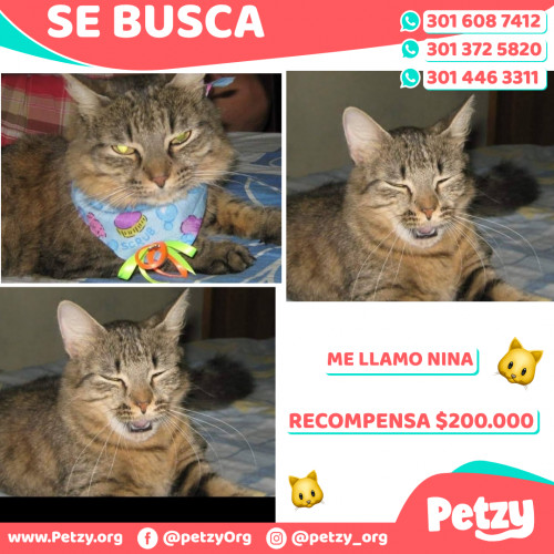 Foto de mascota Nina