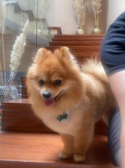 Cookie
