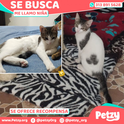 Foto de mascota Niña