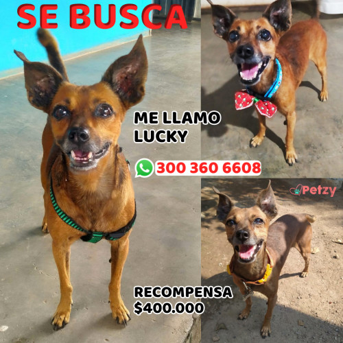 Foto de mascota Lucky