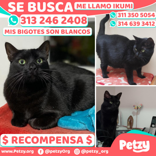 Foto de mascota Ikumi