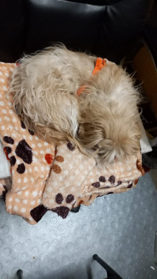 Canela