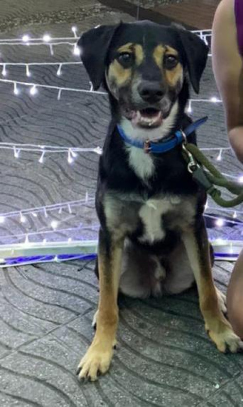 Apolo