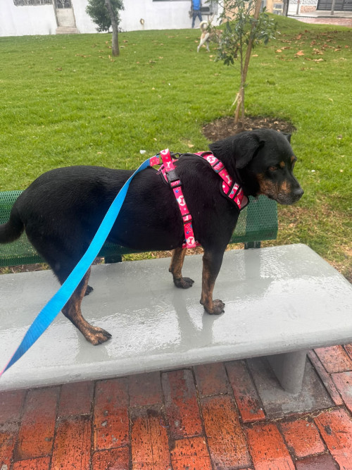 Canela