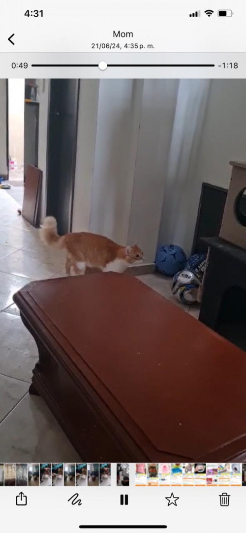 Draco