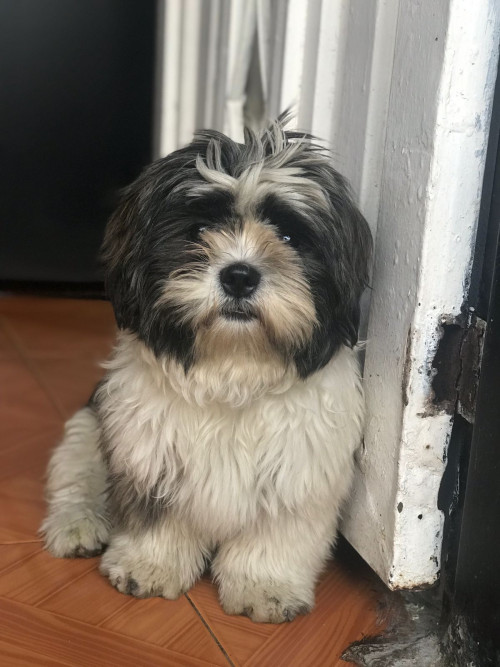 Romeo