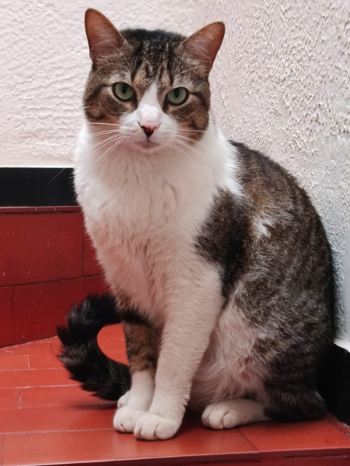 Tai