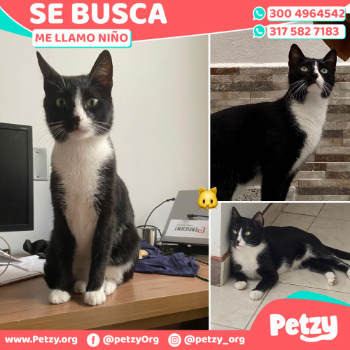 Foto de mascota Niño