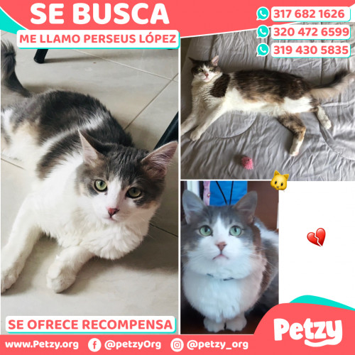 Foto de mascota Perseus López