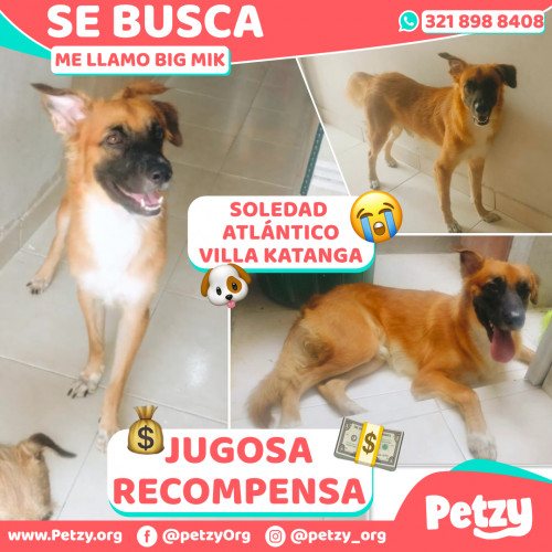 Foto de mascota Big Mik
