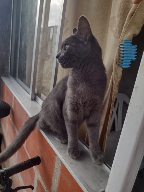 Michu