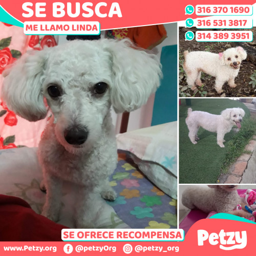 Foto de mascota Linda