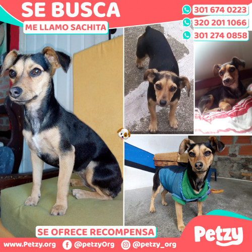 Foto de mascota Sachita