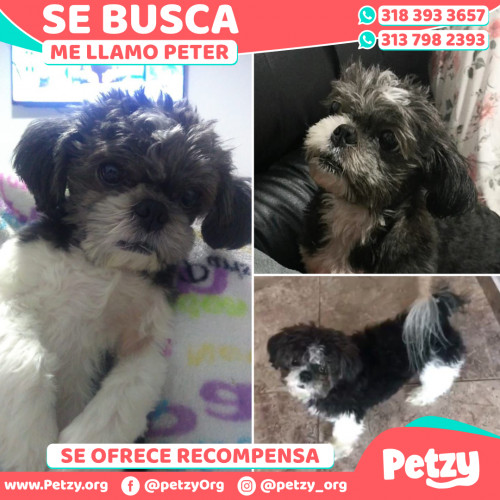 Foto de mascota Peter