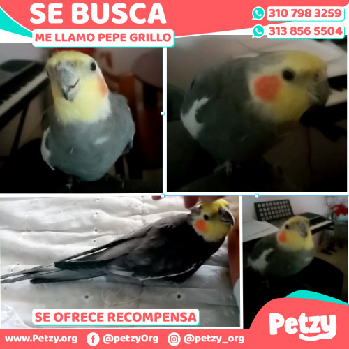 Foto de mascota Pepe Grillo