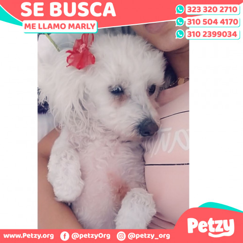 Foto de mascota Marly