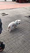 Foto de Sammy en  Bogotá #3