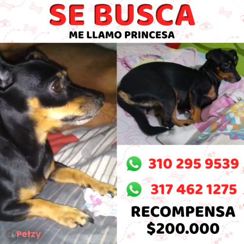 Foto de mascota Princesa