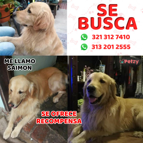 Foto de mascota Saimon