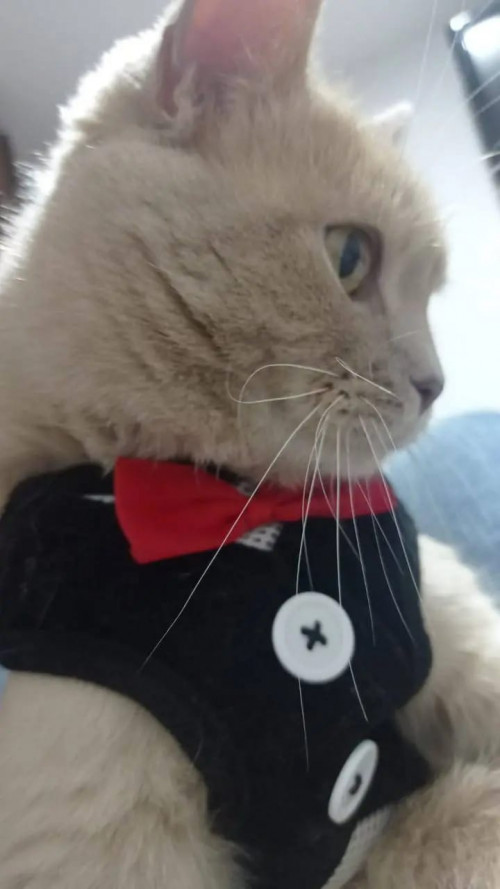 Romeo
