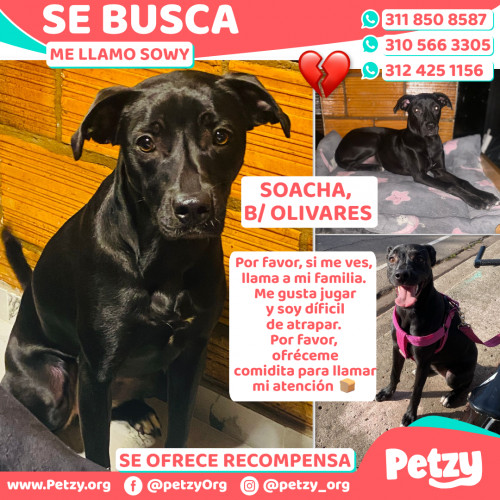Foto de mascota Sowy