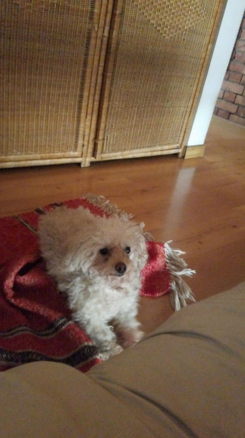 Bimba