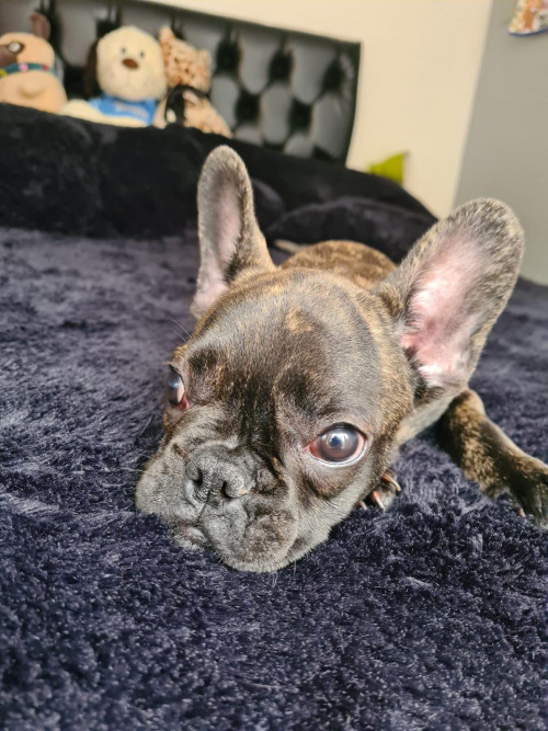 Loki 