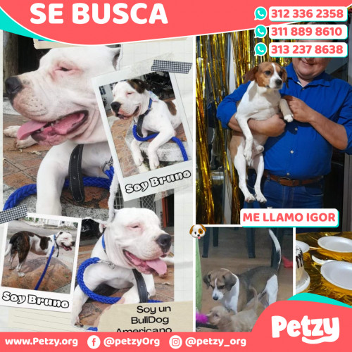 Foto de mascota Bruno E Igor