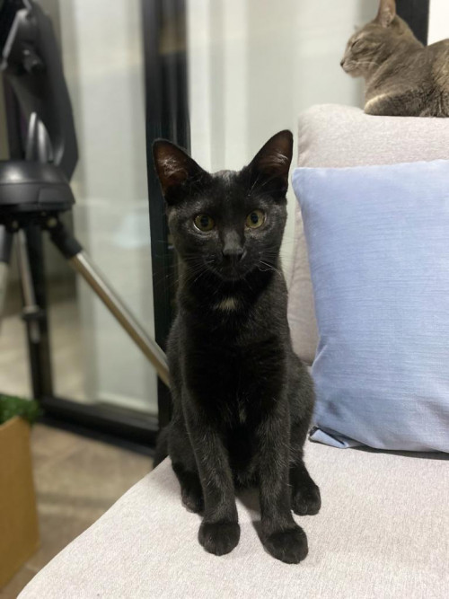 Blacky