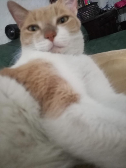 Milo