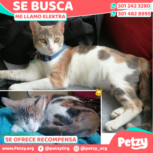 Foto de mascota Elektra