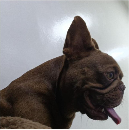 Mocca
