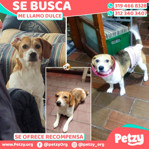 Foto de mascota Dulce