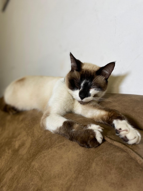 Milo (mailo)