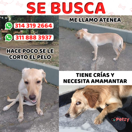 Foto de mascota Atenea