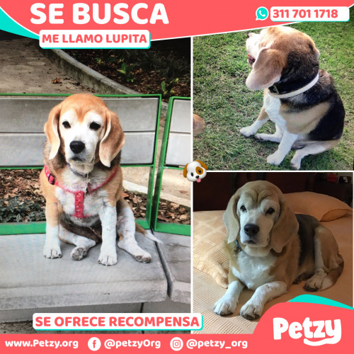 Foto de mascota Lupita