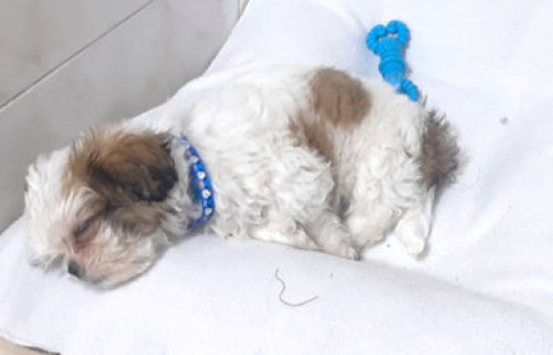 Benji