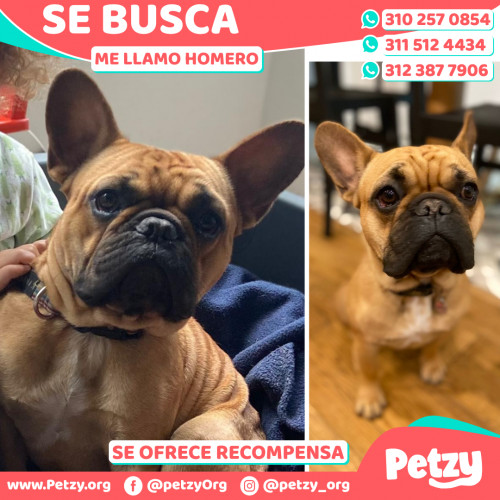 Foto de mascota Homero