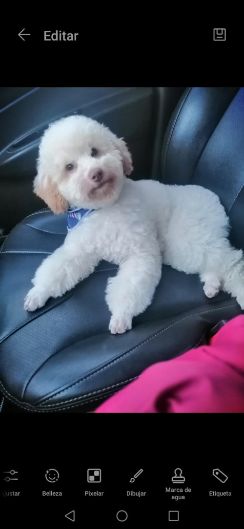 Toby