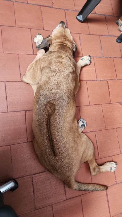 Paco