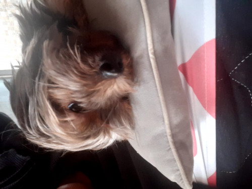 Mocca